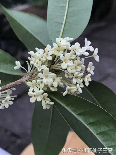 桂花種類|桂花品種眾多如何分辨，哪種桂花好看又好吃？一文給你說清楚